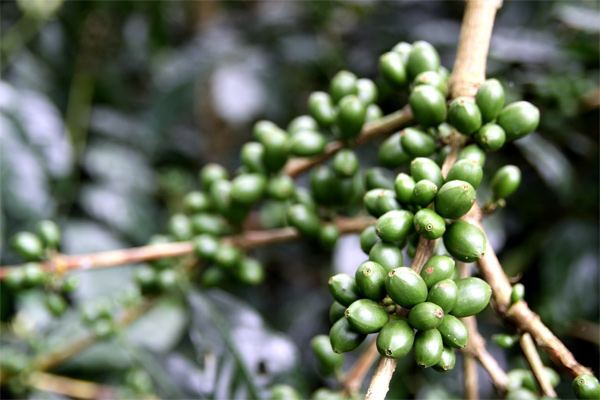 visite plantation café colombie