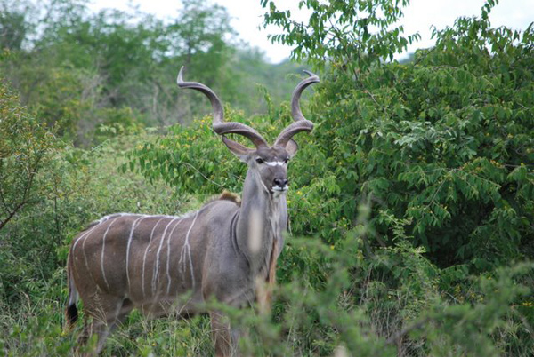 Afrique-du-Sud---Kruger-5