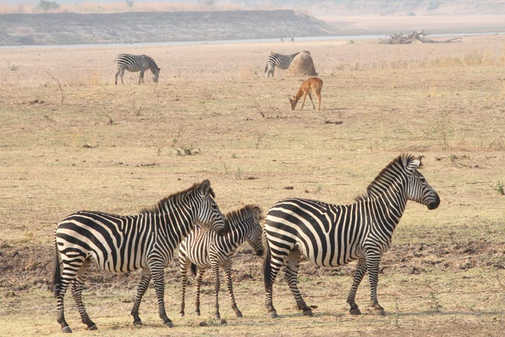 safari afrique