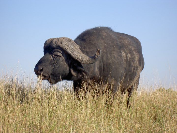 gnous Masaï Mara
