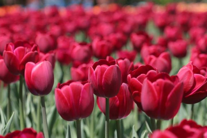 Festival canadien des tulipes à Ottawa